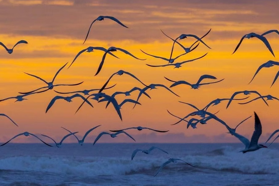 Image of seagulls flying over the ocean during sunset
