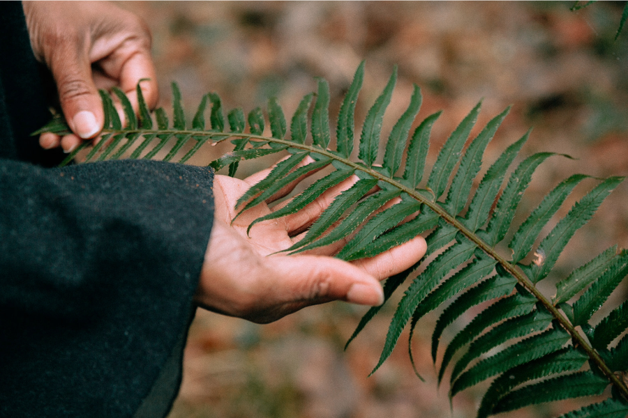 Angela holding a fern leaf at GlassWing Medicine Onalaska, WA