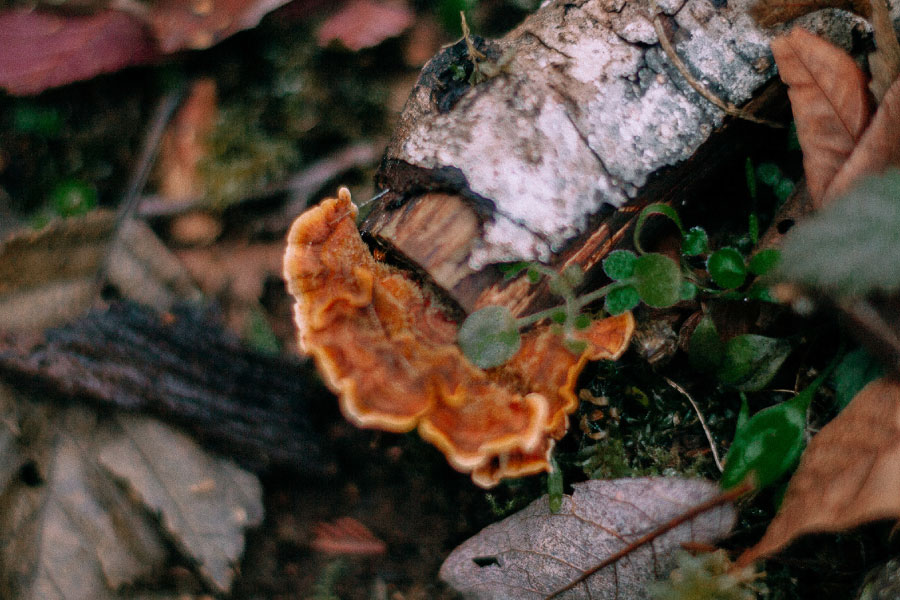 A cluster of mushrooms, bark, foliage and fallen leaves in the forest